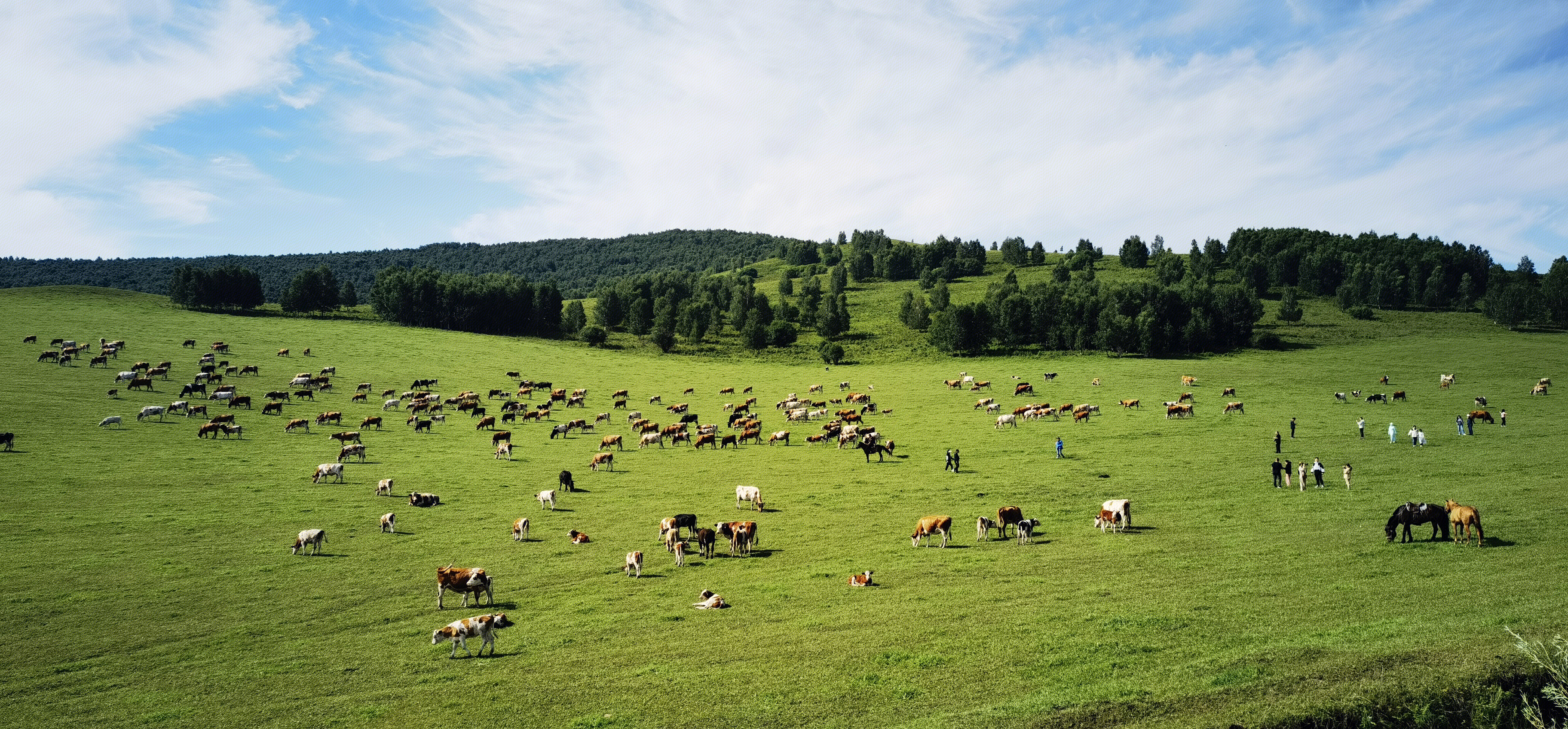 草原 牧场 牛 羊 放牧 内蒙古 呼伦贝尔