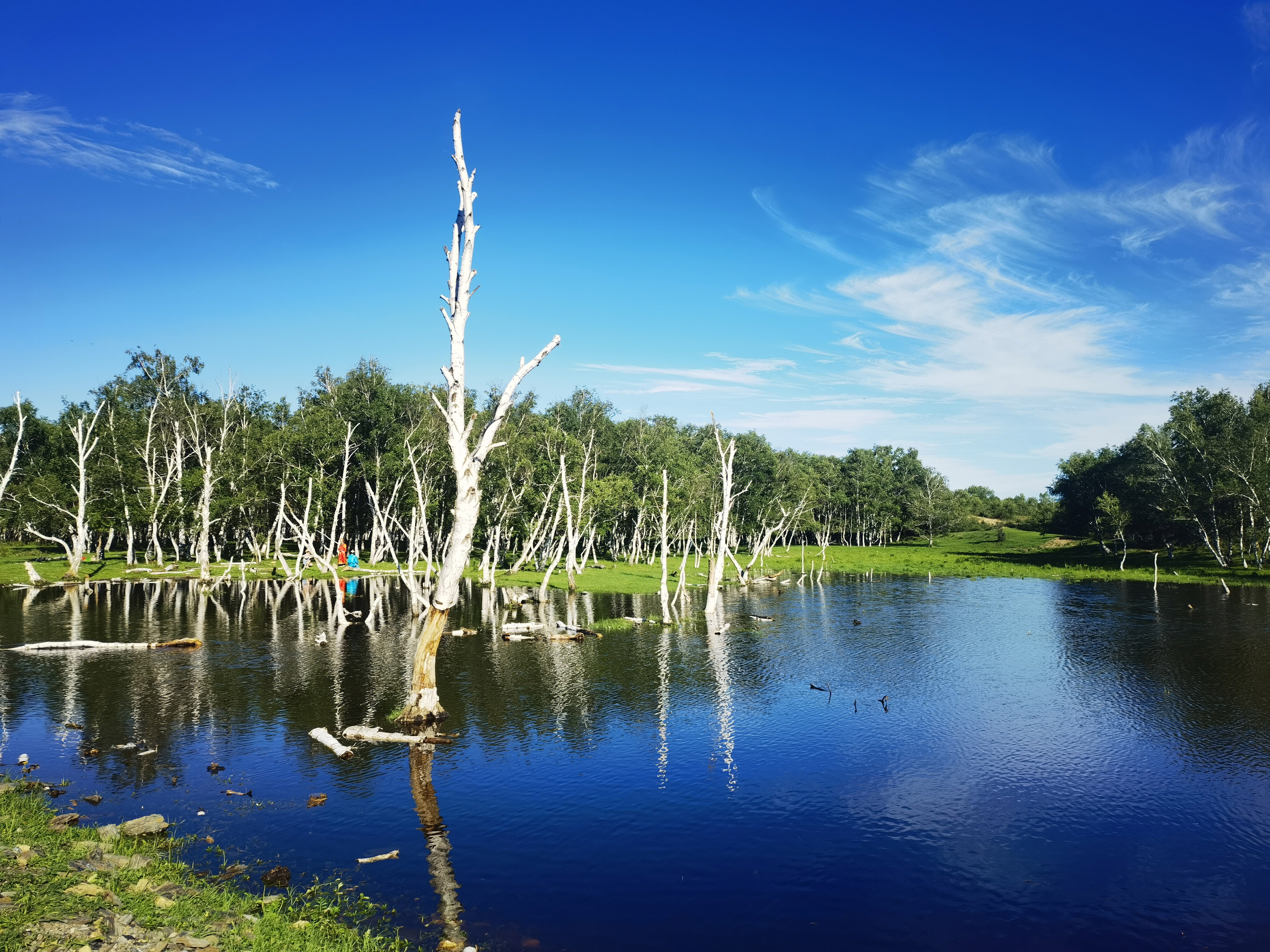 白桦林 迪彦林场 西乌旗 内蒙古 草原 锡林郭勒
