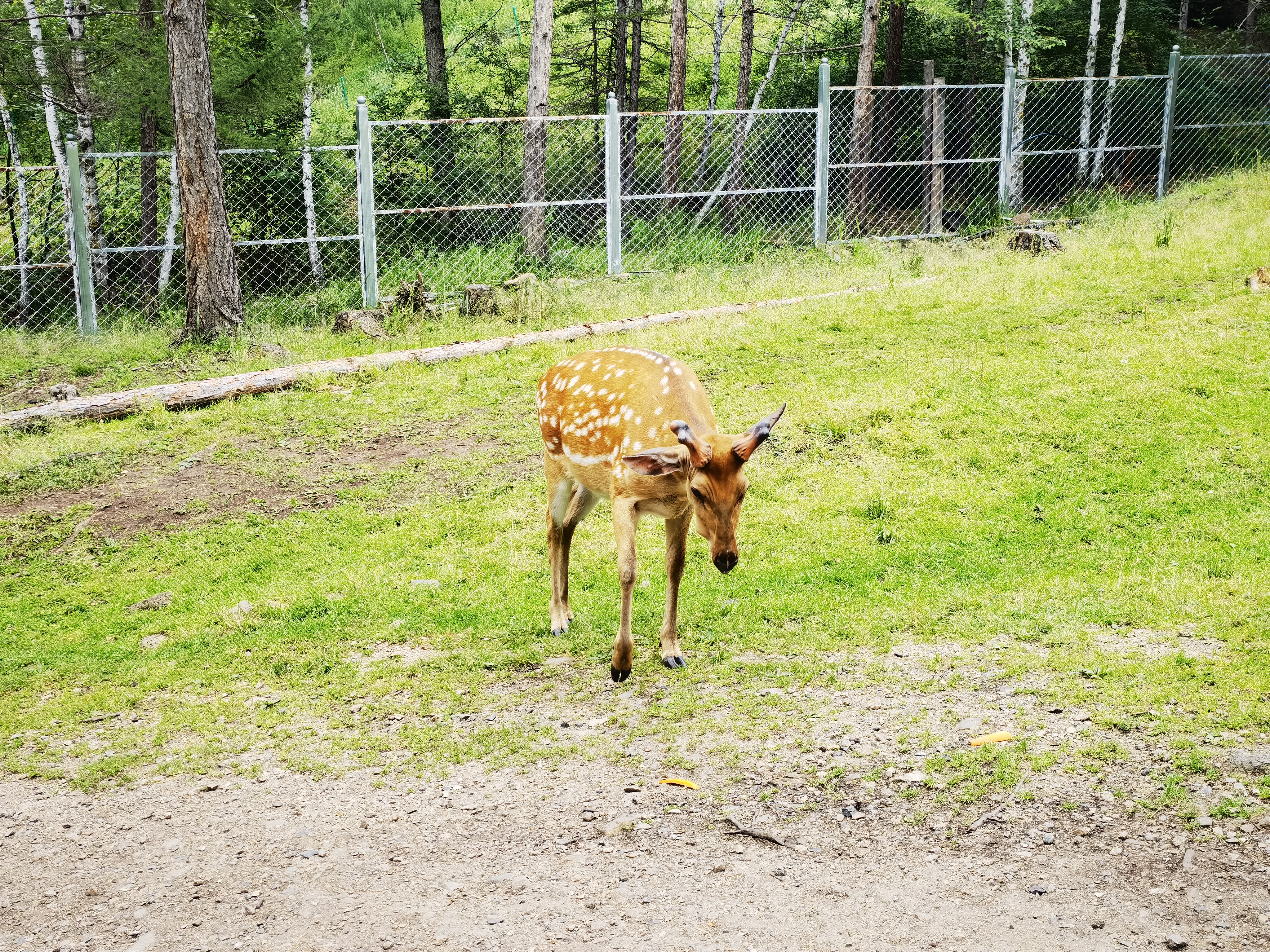 梅花鹿 阿尔山市 内蒙古