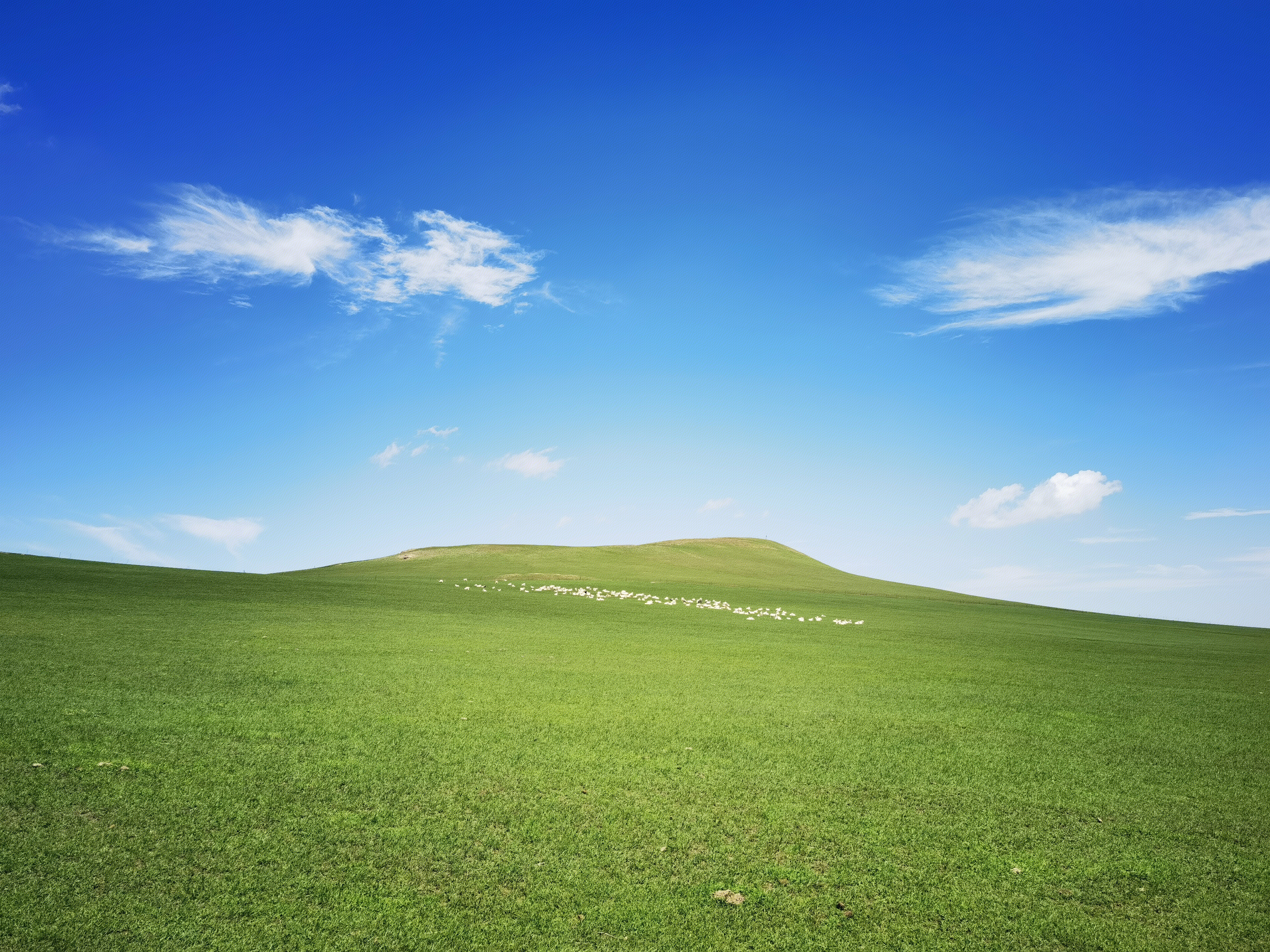 草原 内蒙古 锡林郭勒