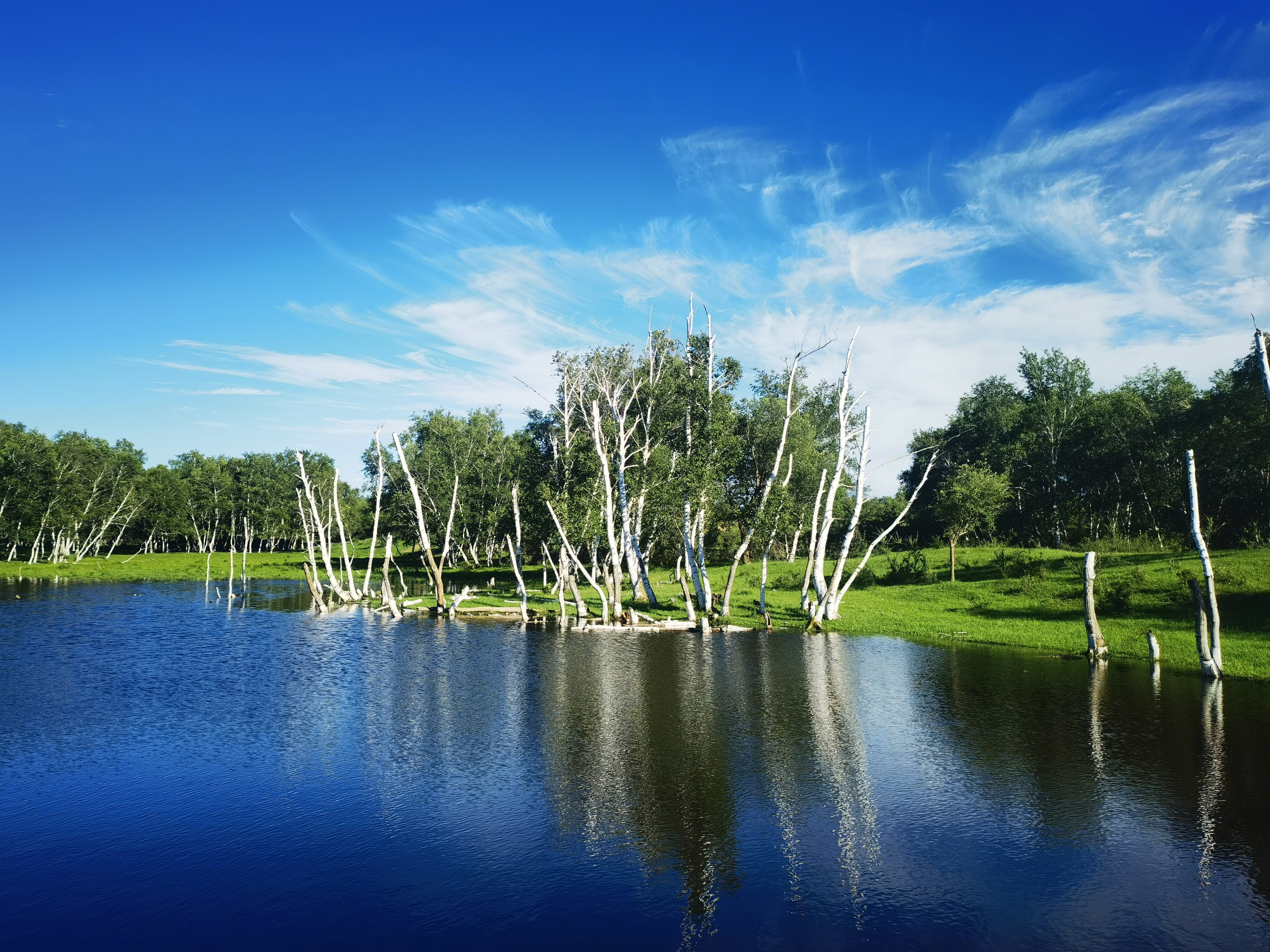 白桦林 桦树 迪彦林场 西乌旗 内蒙古 草原 锡林郭勒