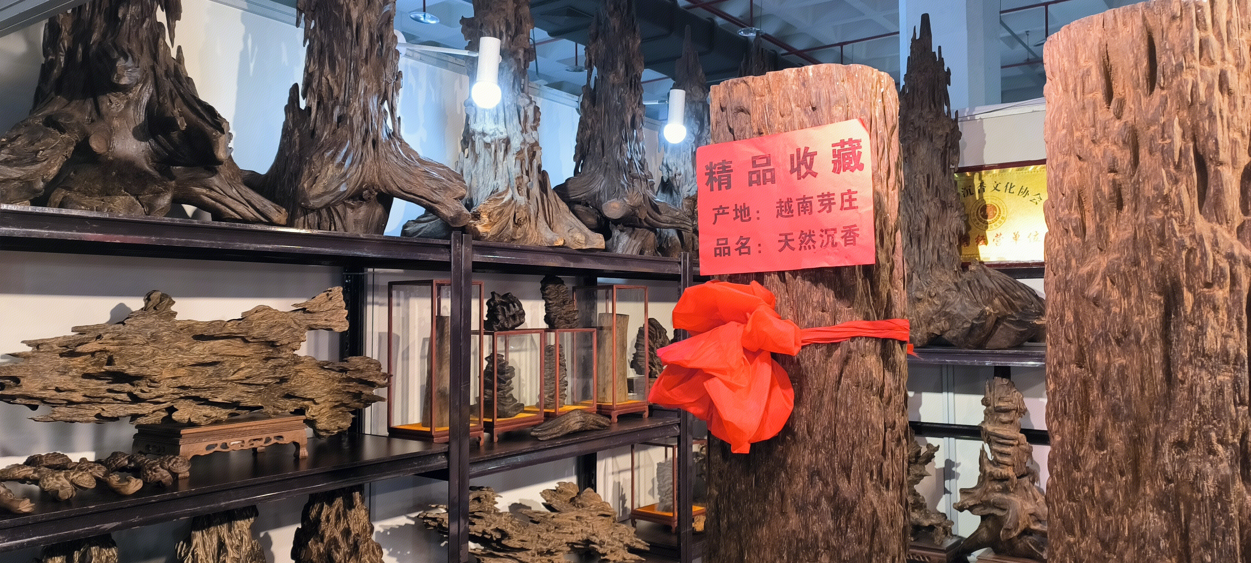 越南芽庄 天然沉香 精品树木