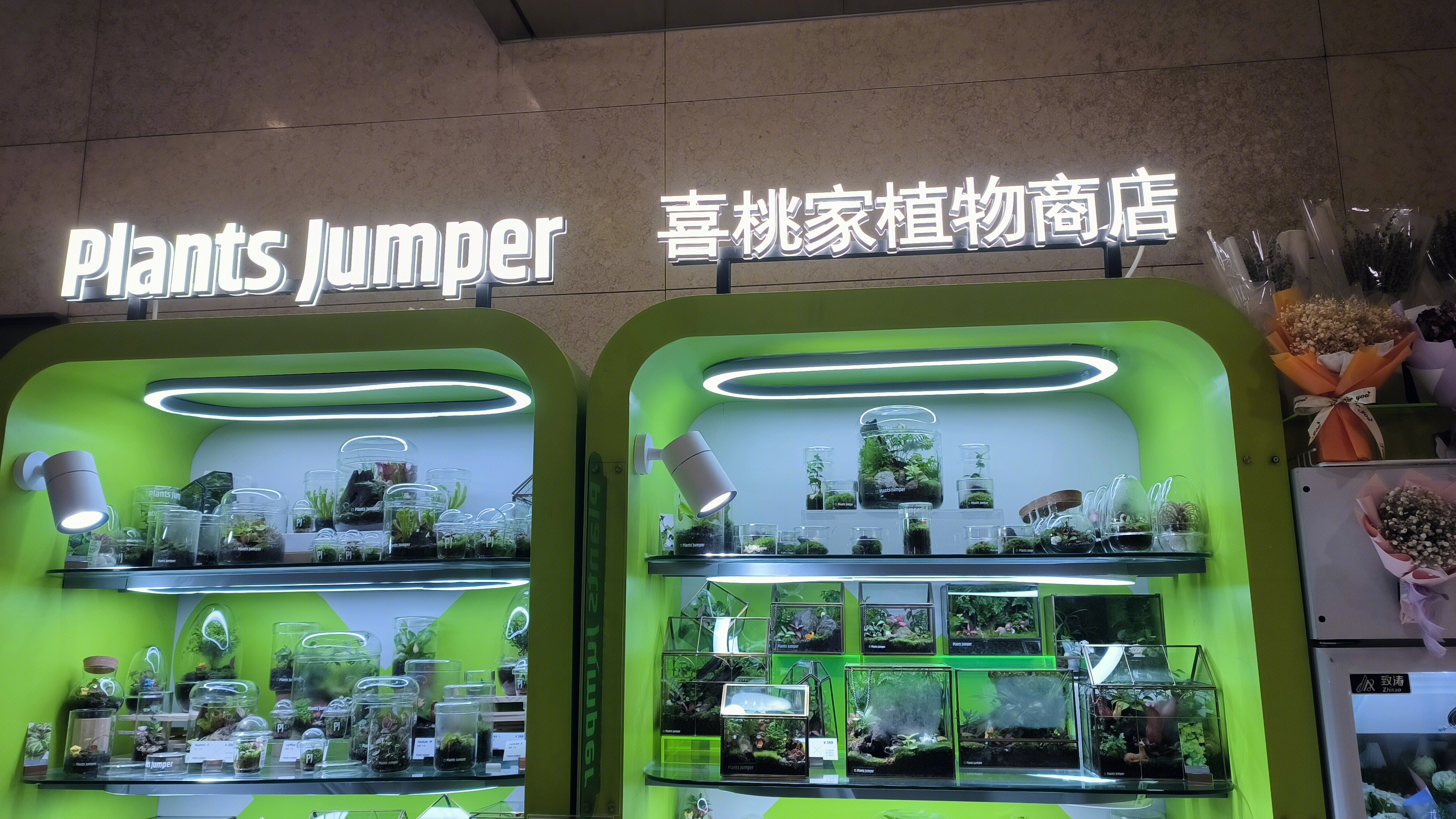 喜桃 plants jumper 喜桃家植物商店 盆栽 水培植物