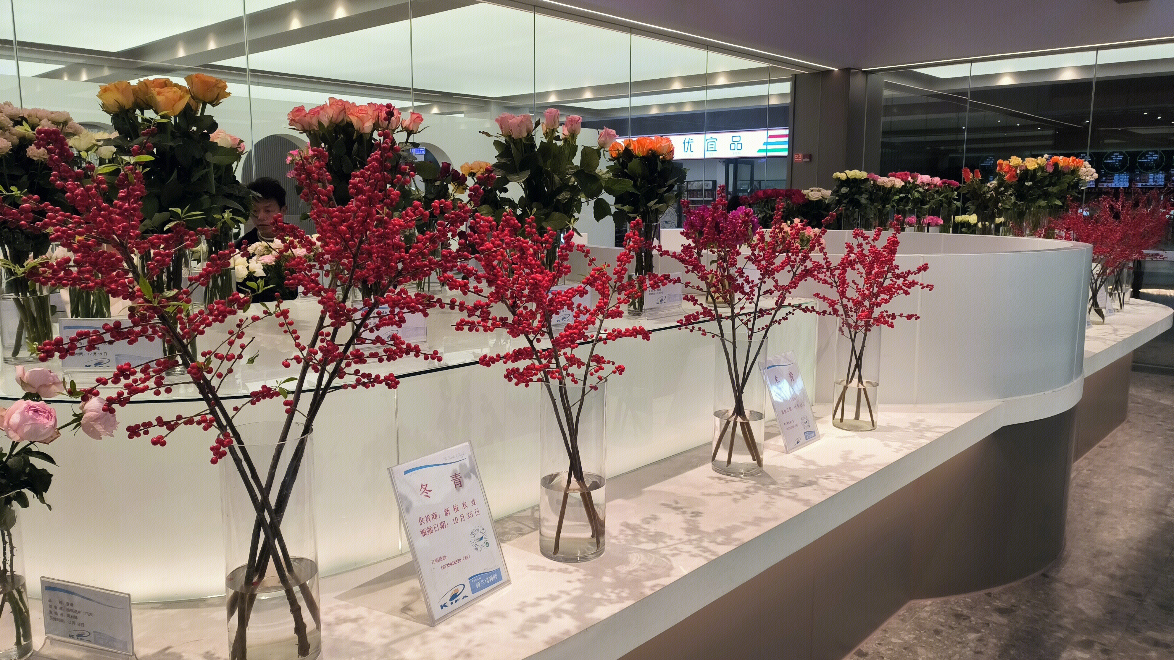 昆明花拍中心 KIFA 云南花卉 冬青