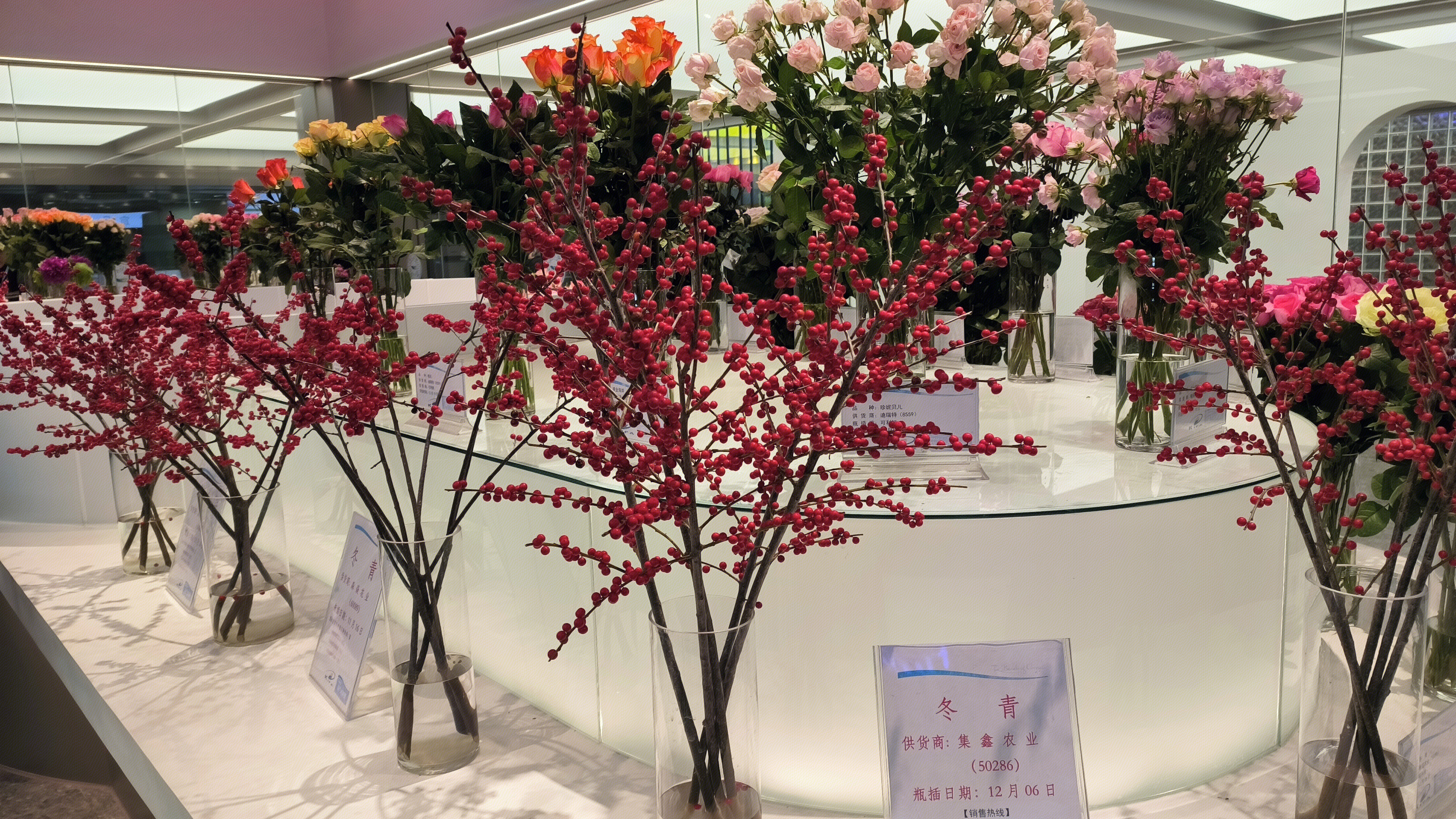 昆明花拍中心 KIFA 云南花卉 集鑫农业