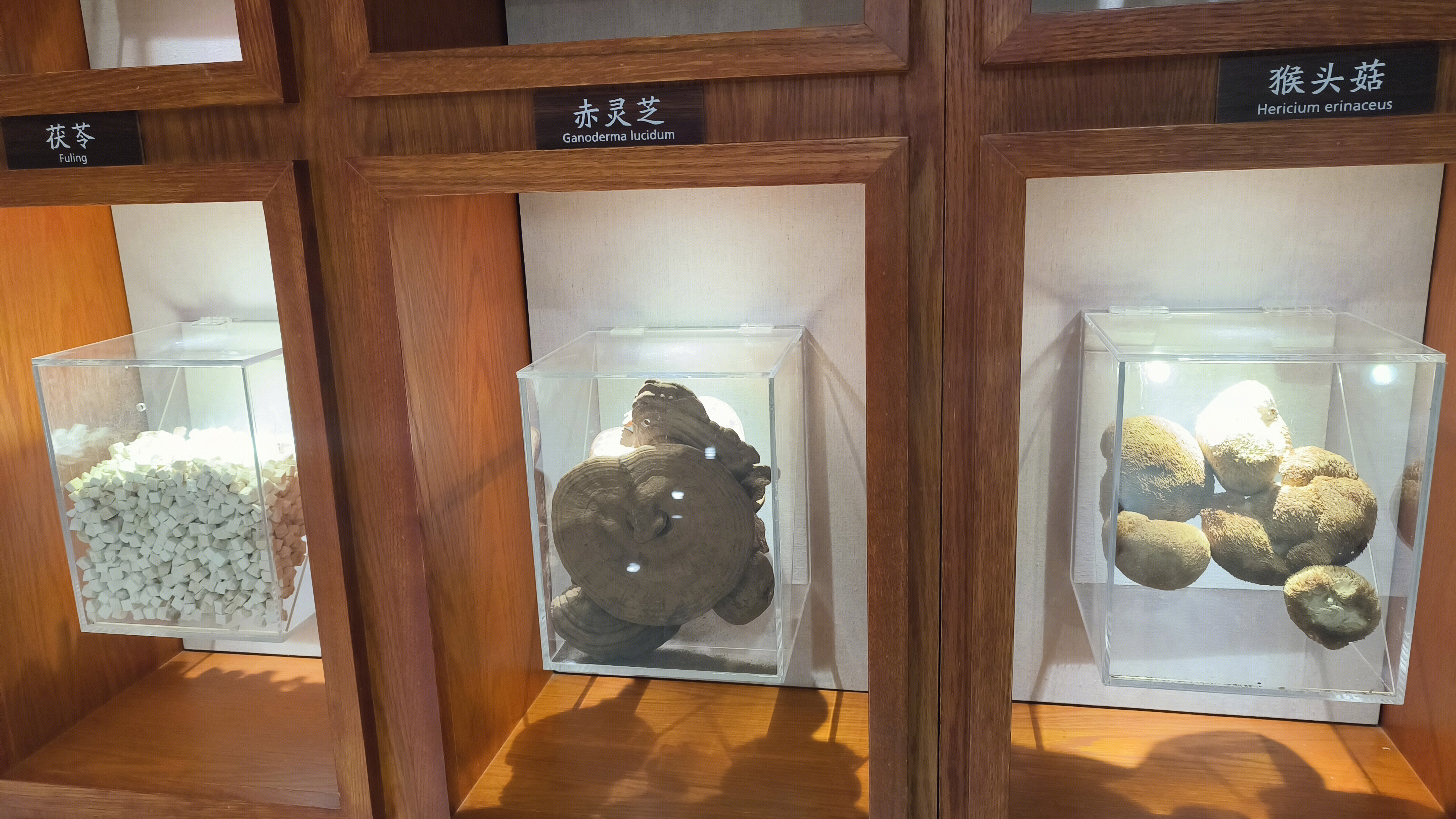 茯苓 赤灵芝 猴头菇 中药材 保健食品