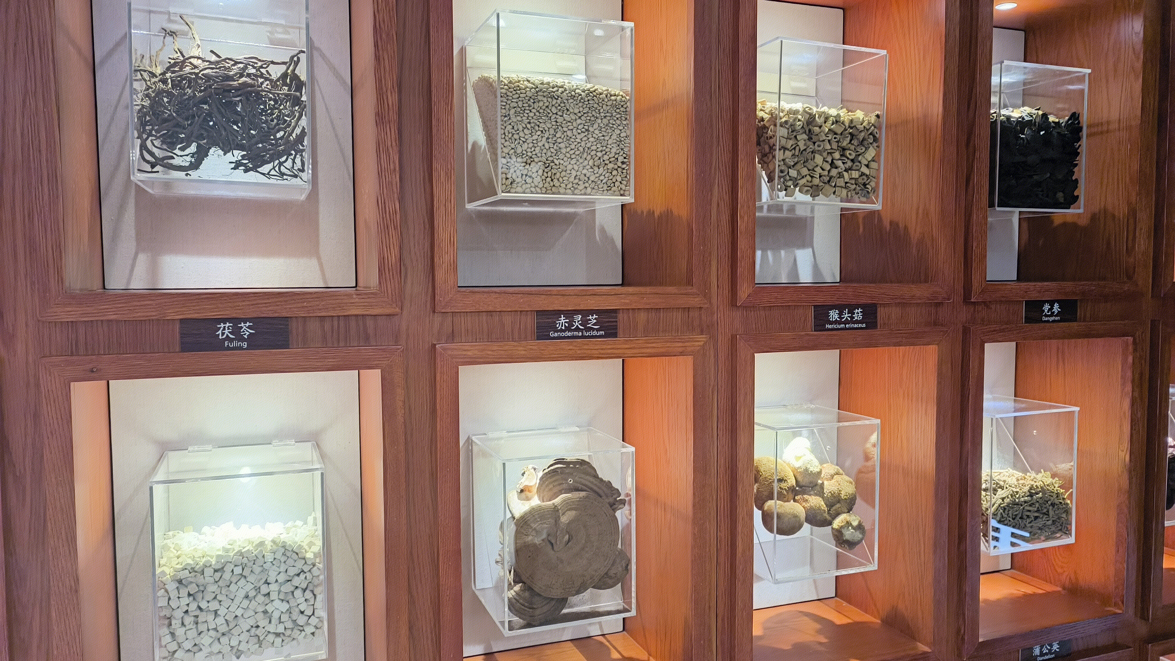 茯苓 赤灵芝 猴头菇 党参 中药材 保健食品