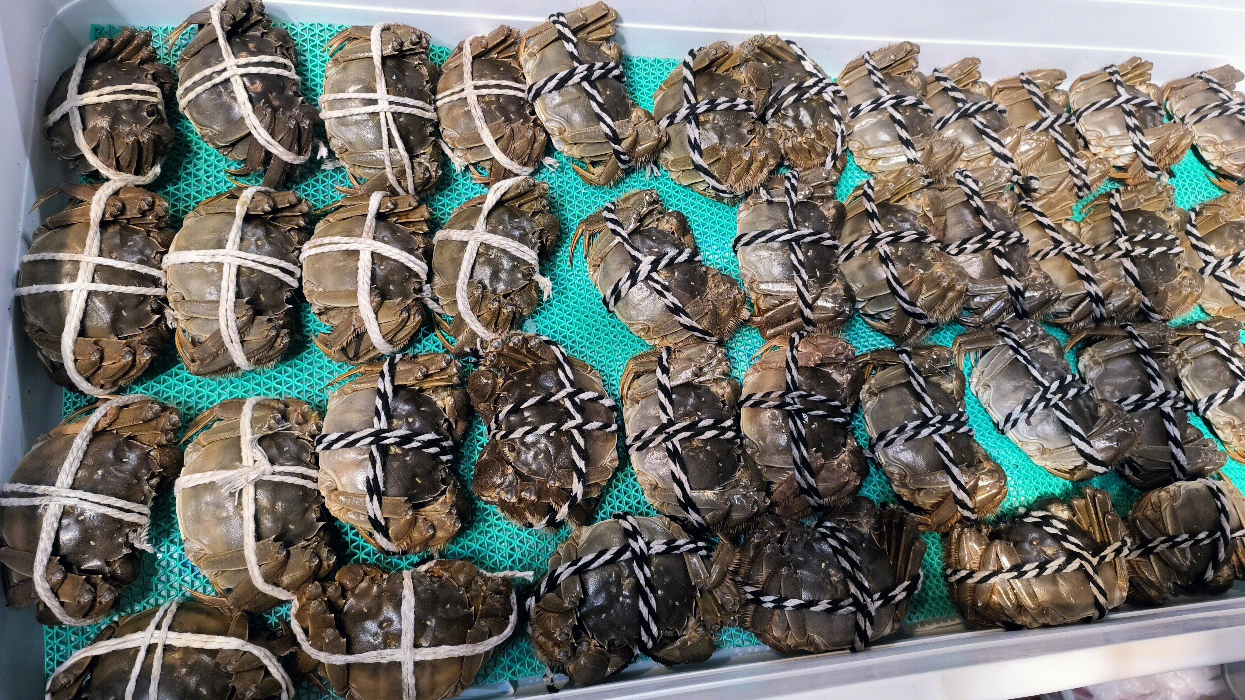 大闸蟹 河蟹 毛蟹 海毛蟹 生鲜类产品