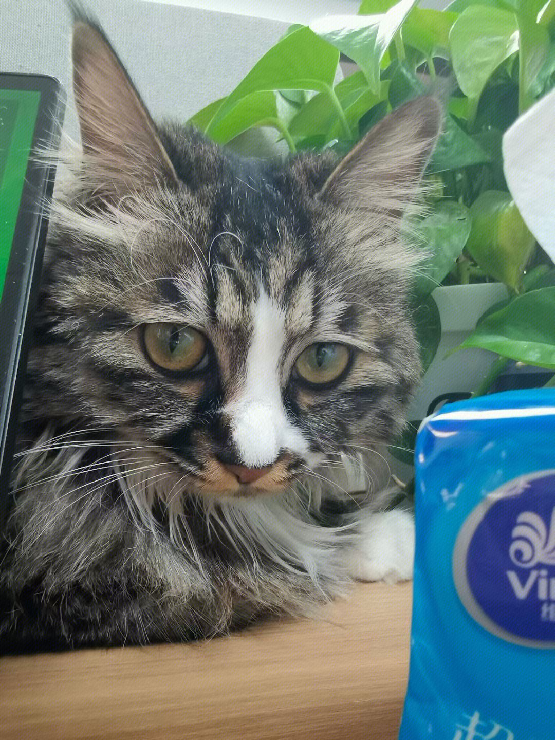 猫咪 毛孩子 宠物 小猫